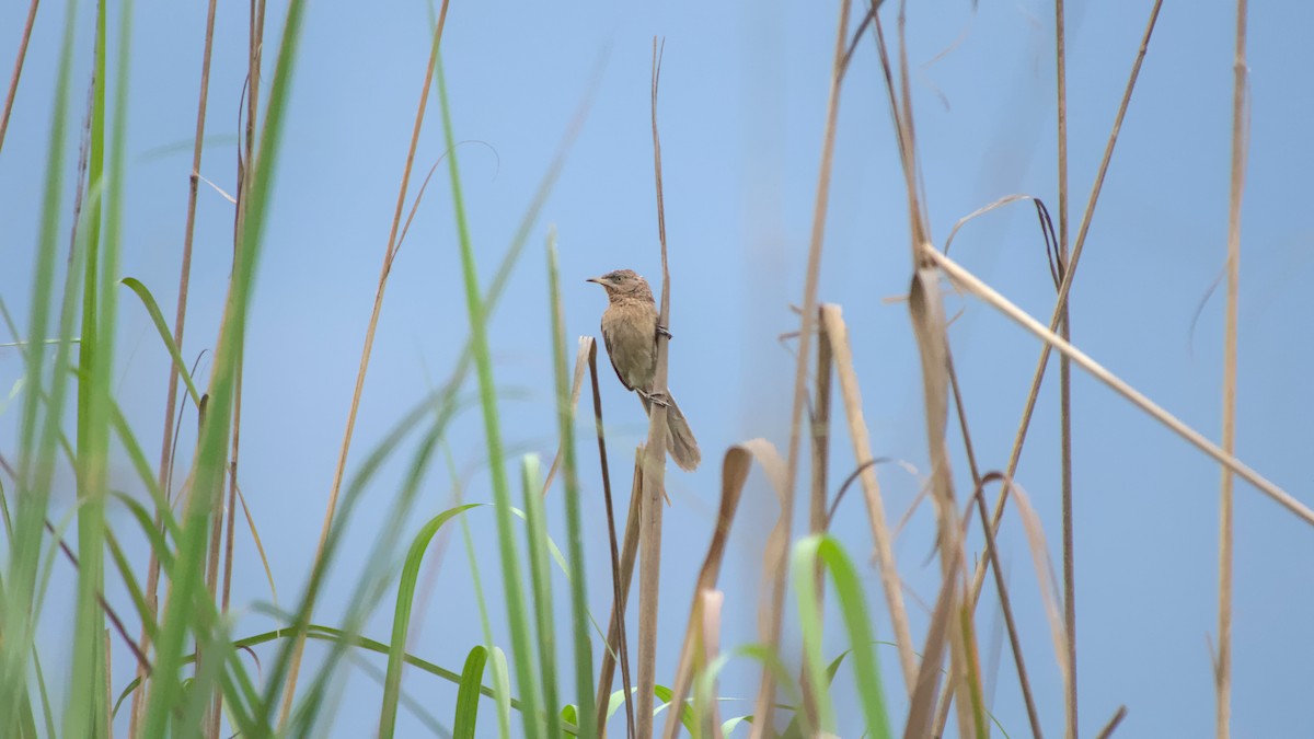 Кратеропа смугастоголова - ML642862647