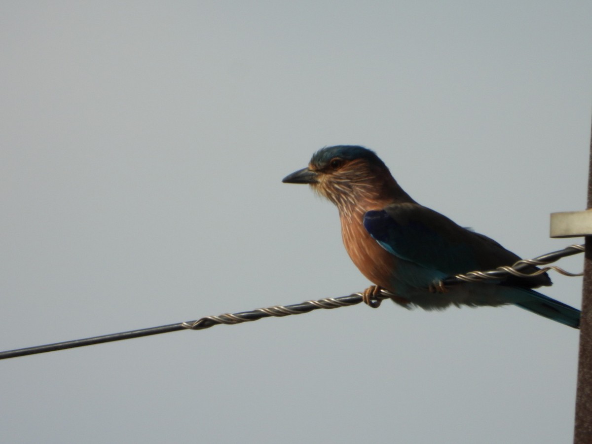 Indian Roller - ML642862652