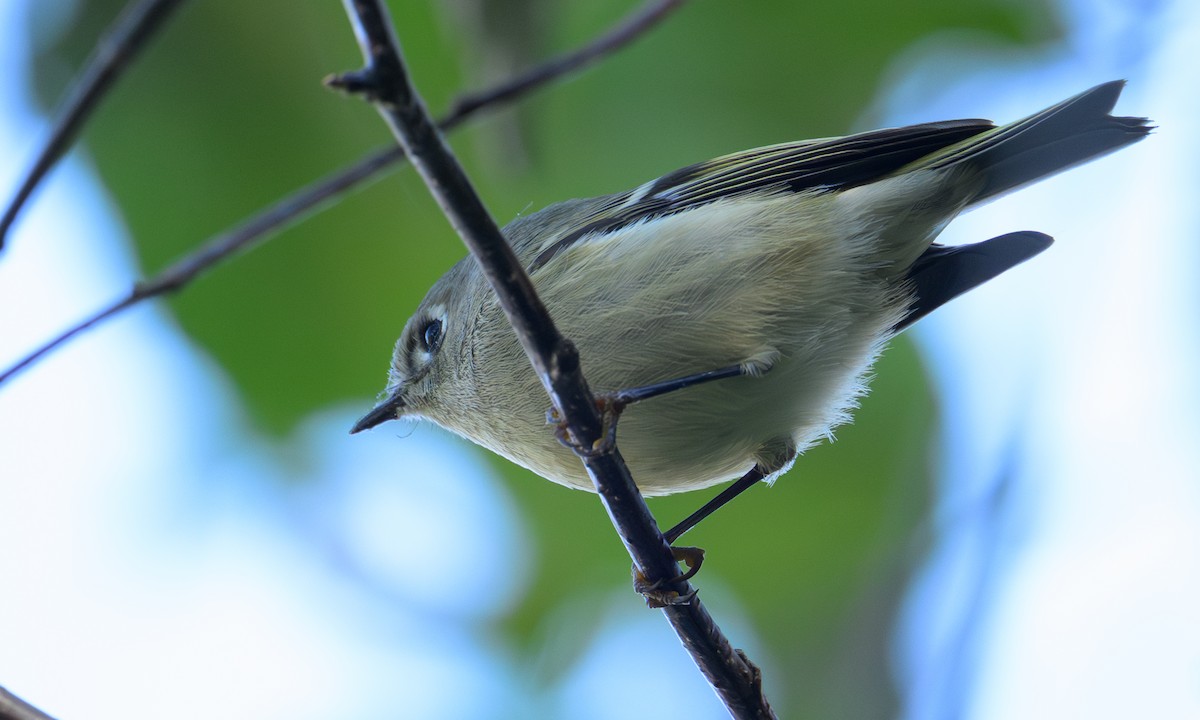 Ruby-crowned Kinglet - ML642862664