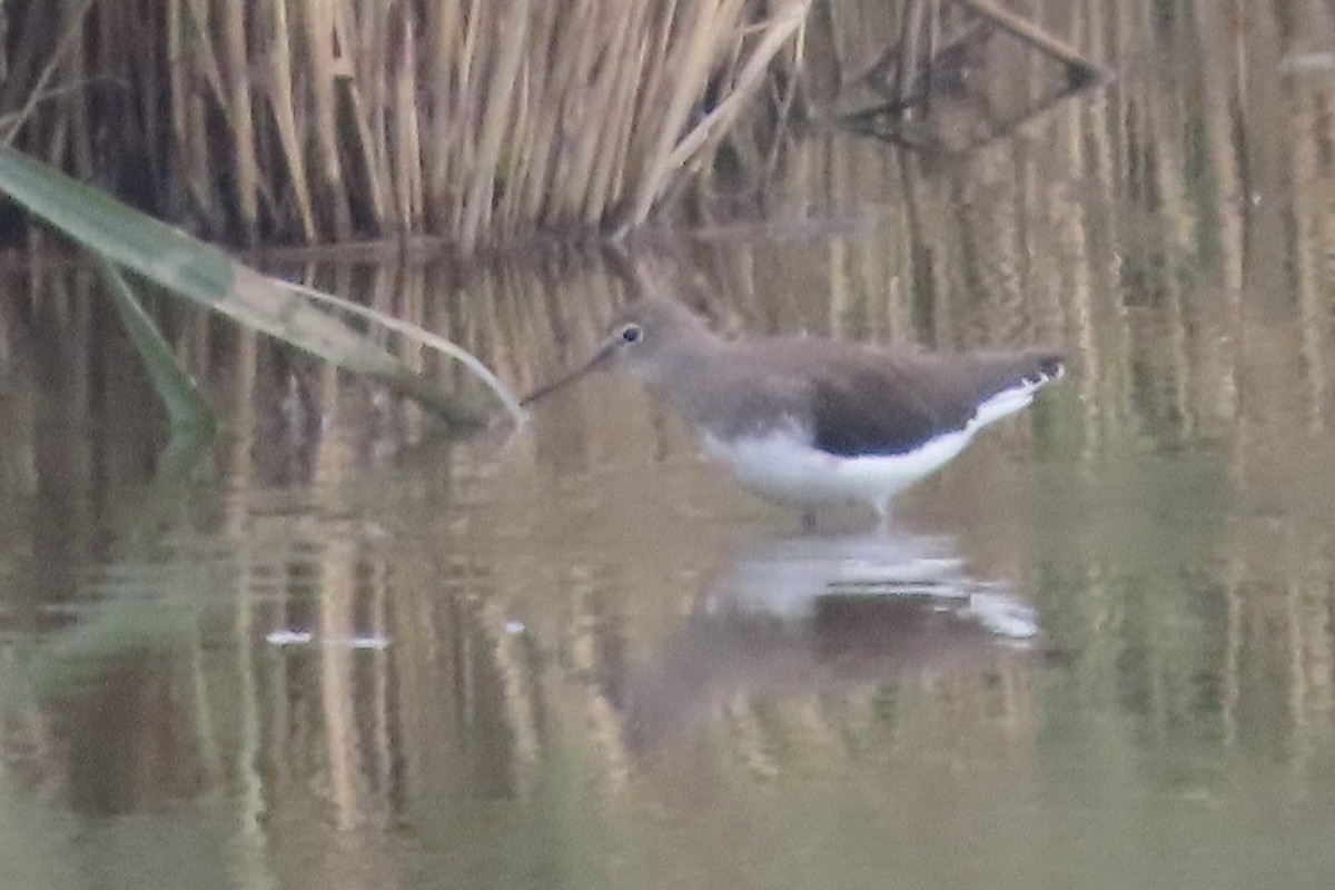 Green Sandpiper - ML642862667