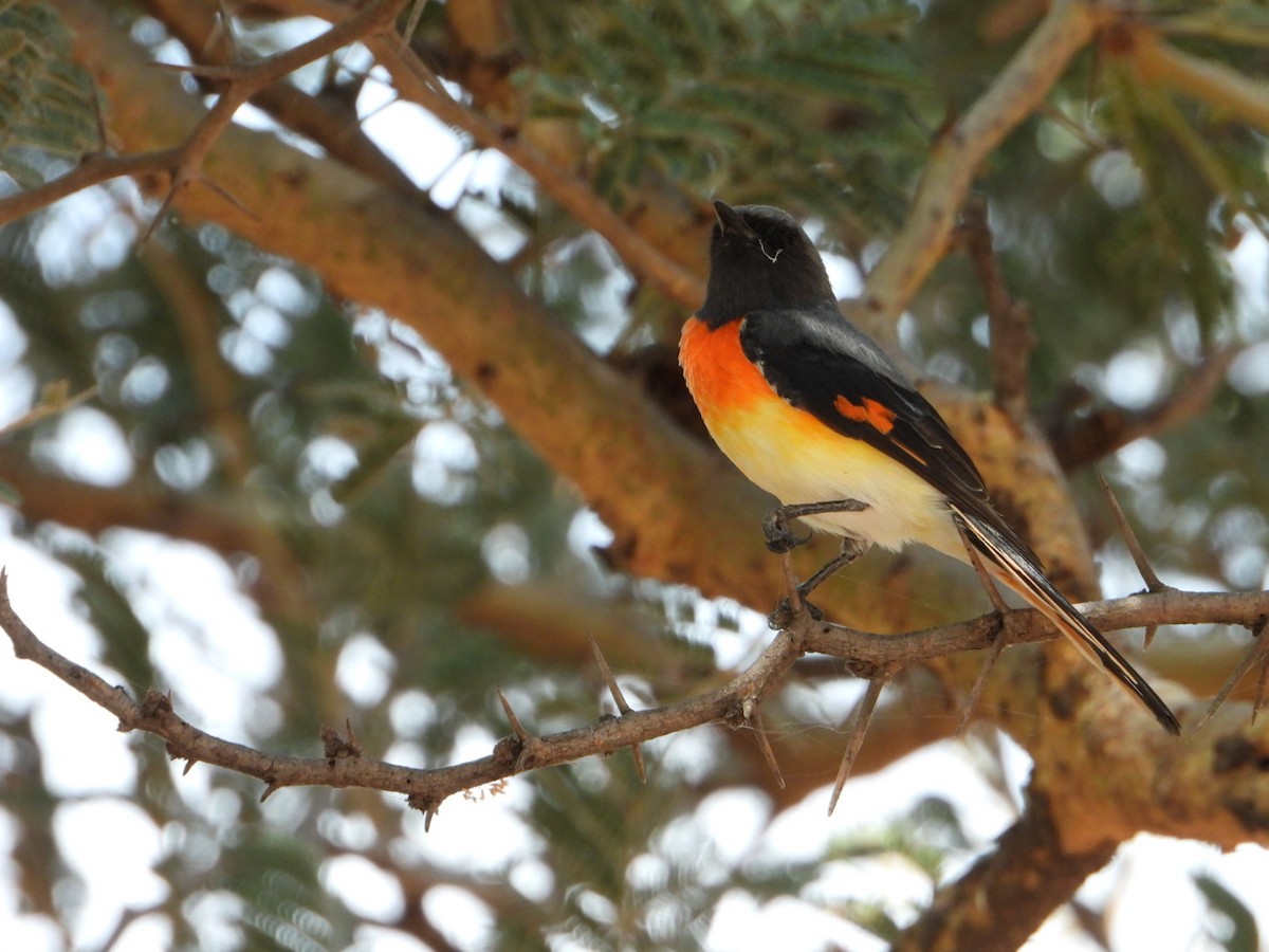 Small Minivet - ML642862670