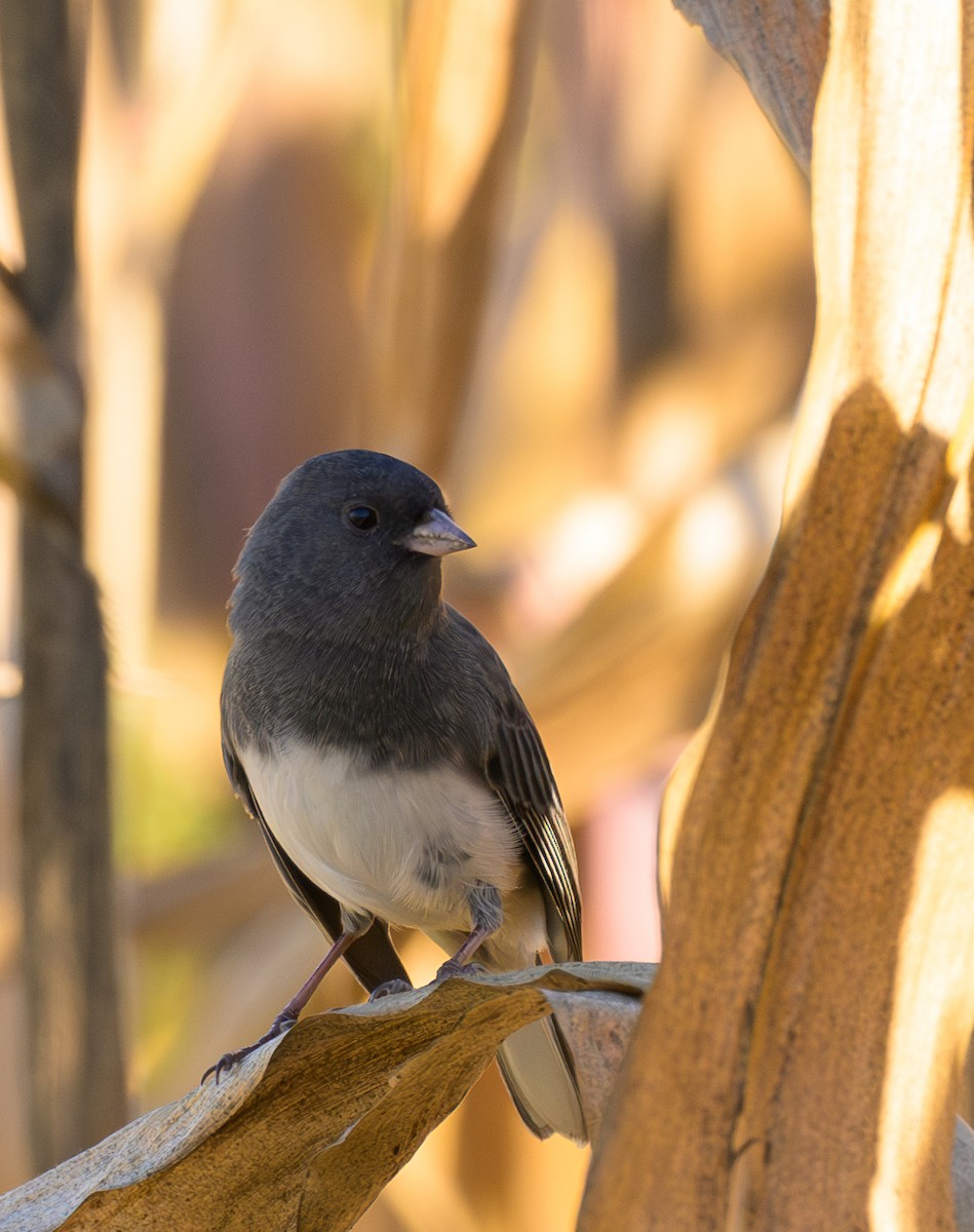 Dark-eyed Junco - ML642862672