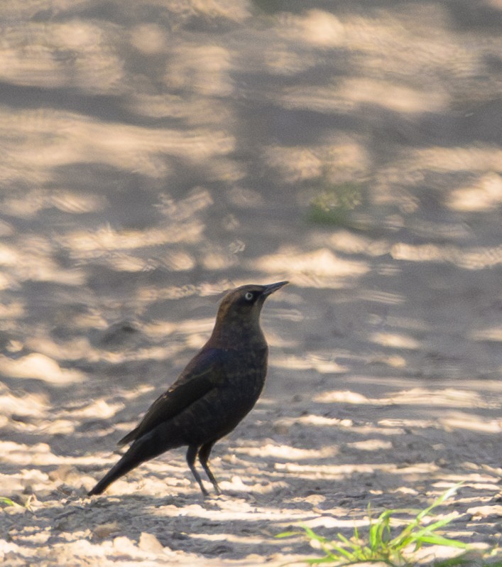 Rusty Blackbird - ML642862675