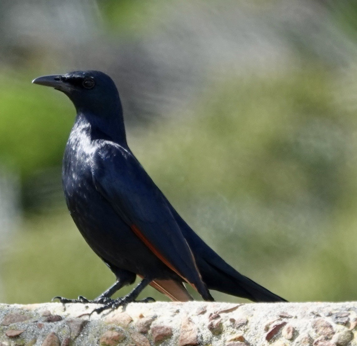 Red-winged Starling - ML642862683