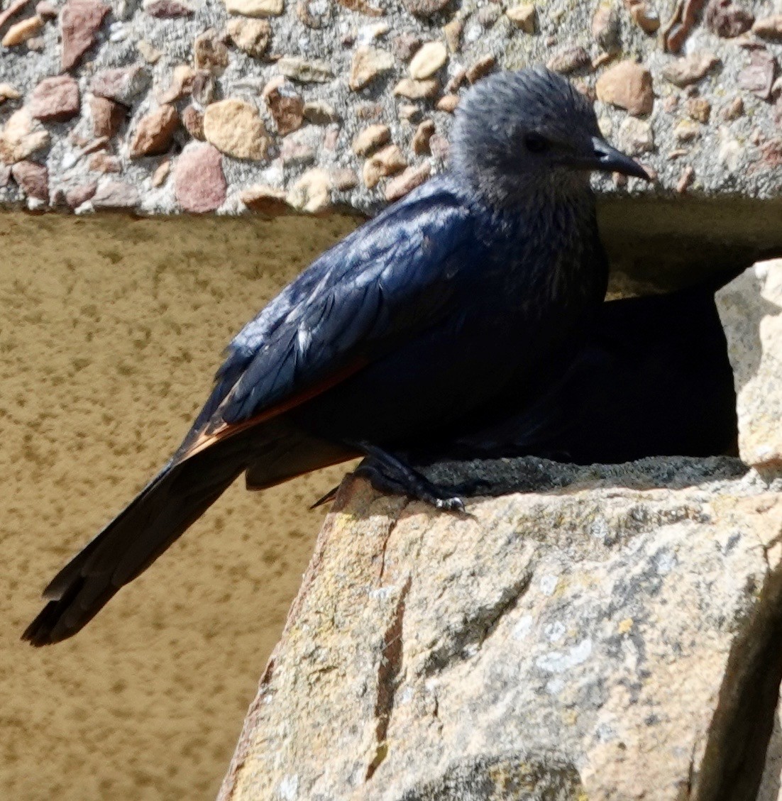 Red-winged Starling - ML642862685