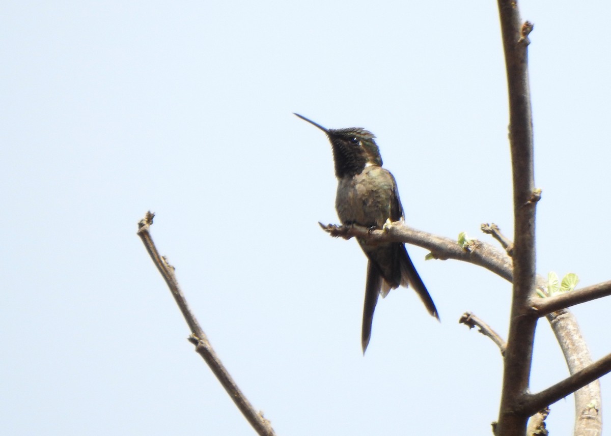 Colibri améthyste - ML642862700