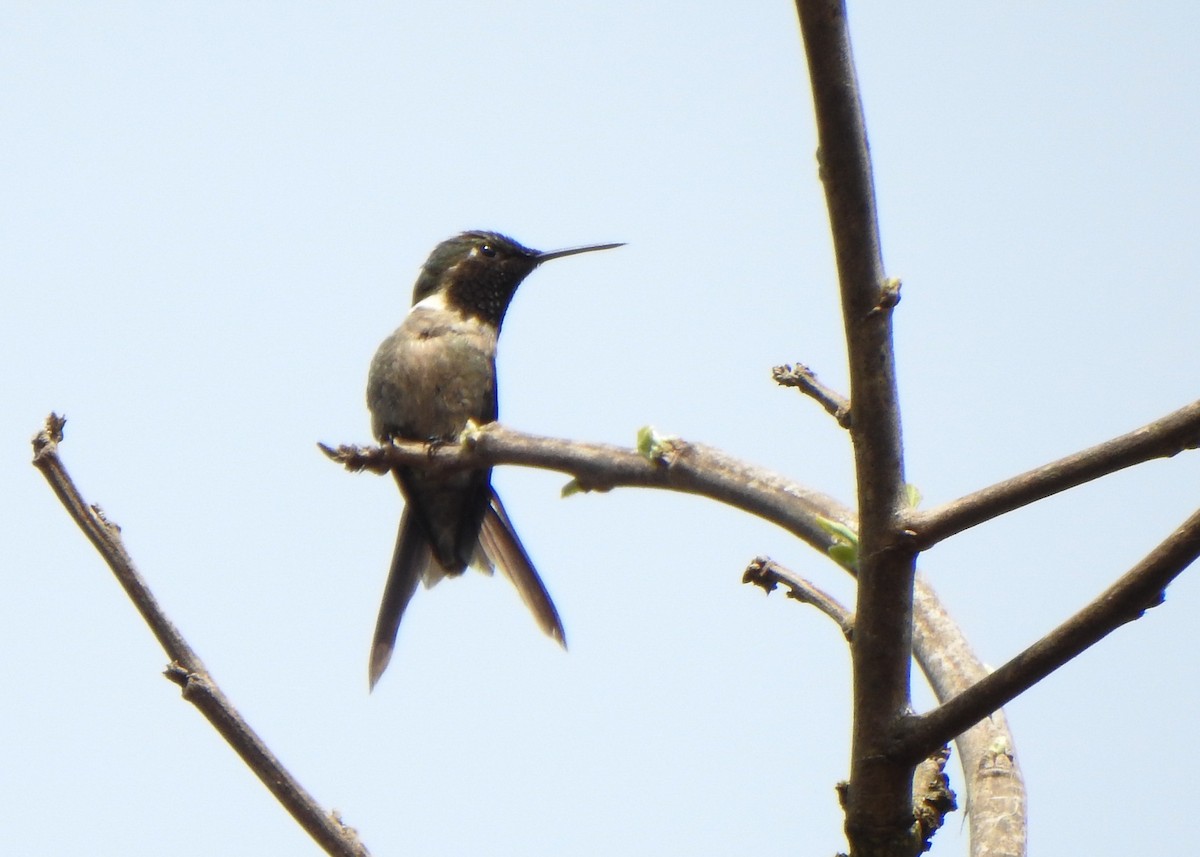 Colibri améthyste - ML642862702