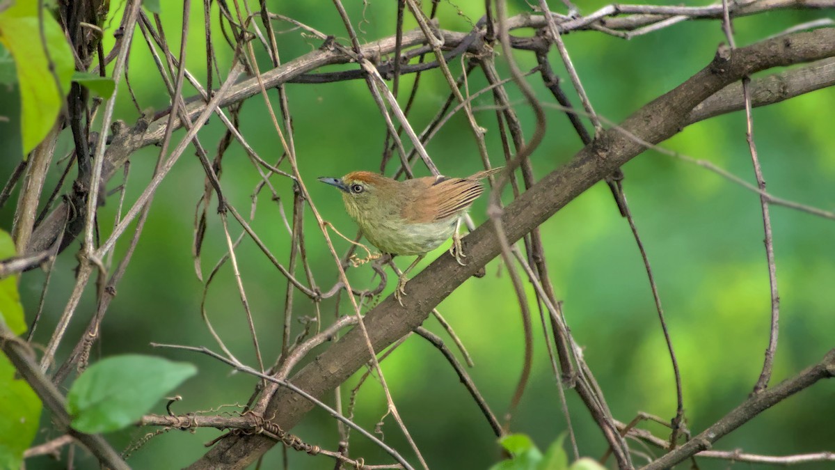 Pin-striped Tit-Babbler - ML642862715