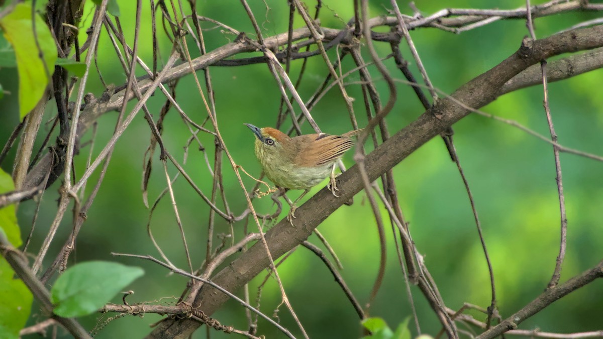 Pin-striped Tit-Babbler - ML642862716