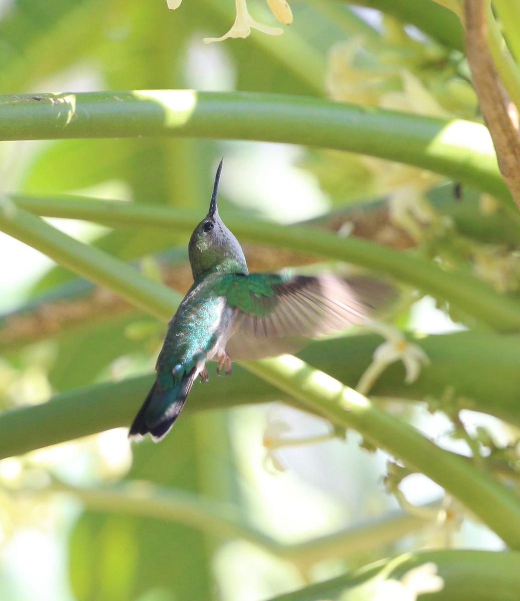 Glittering-bellied Emerald - ML642862733