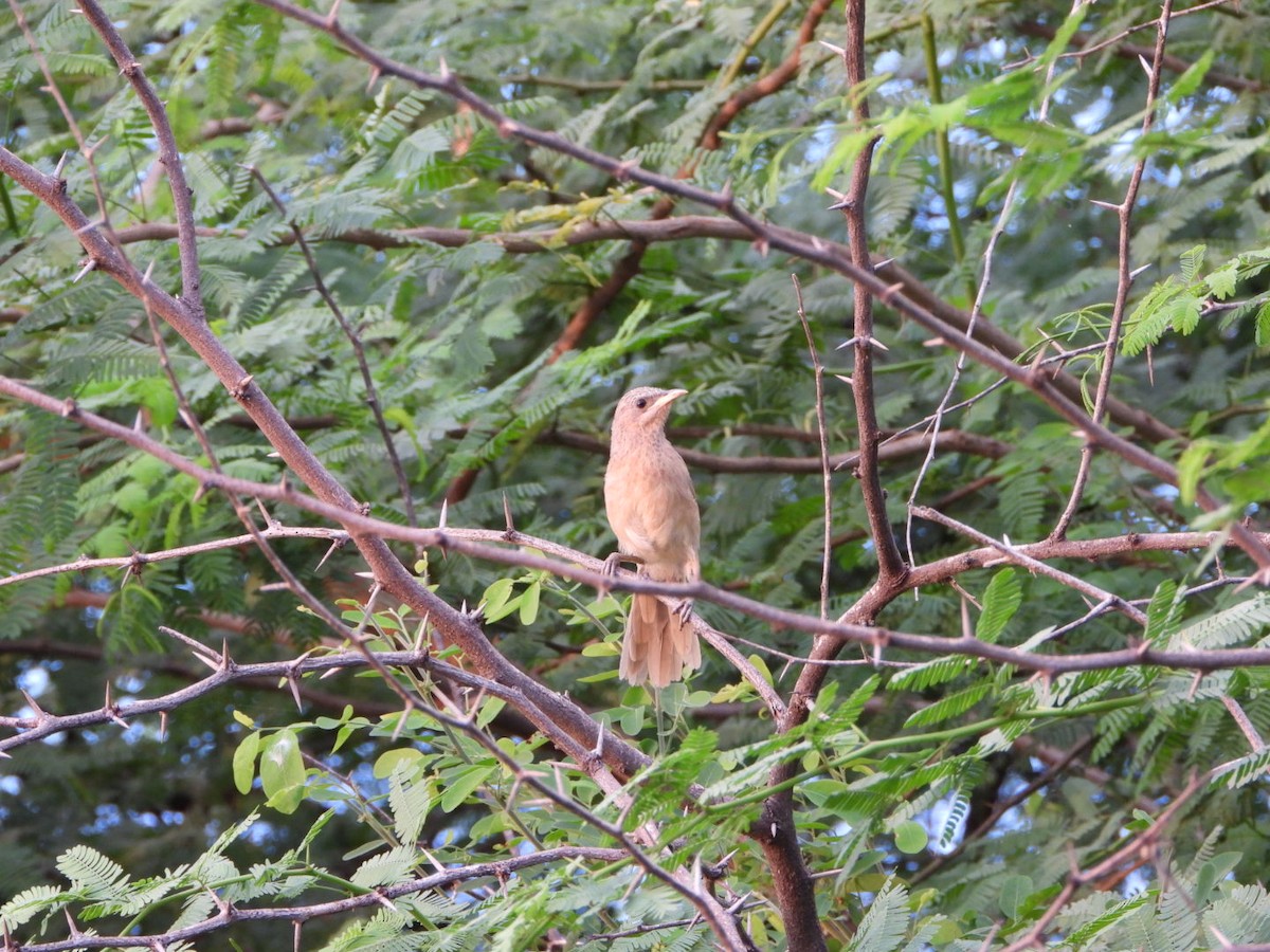 Кратеропа смугастоголова - ML642862760