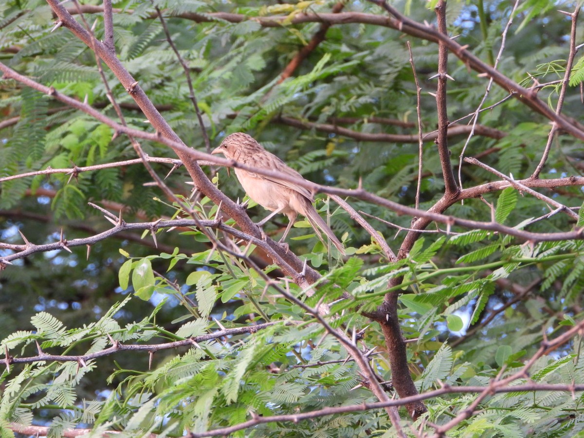 Кратеропа смугастоголова - ML642862761