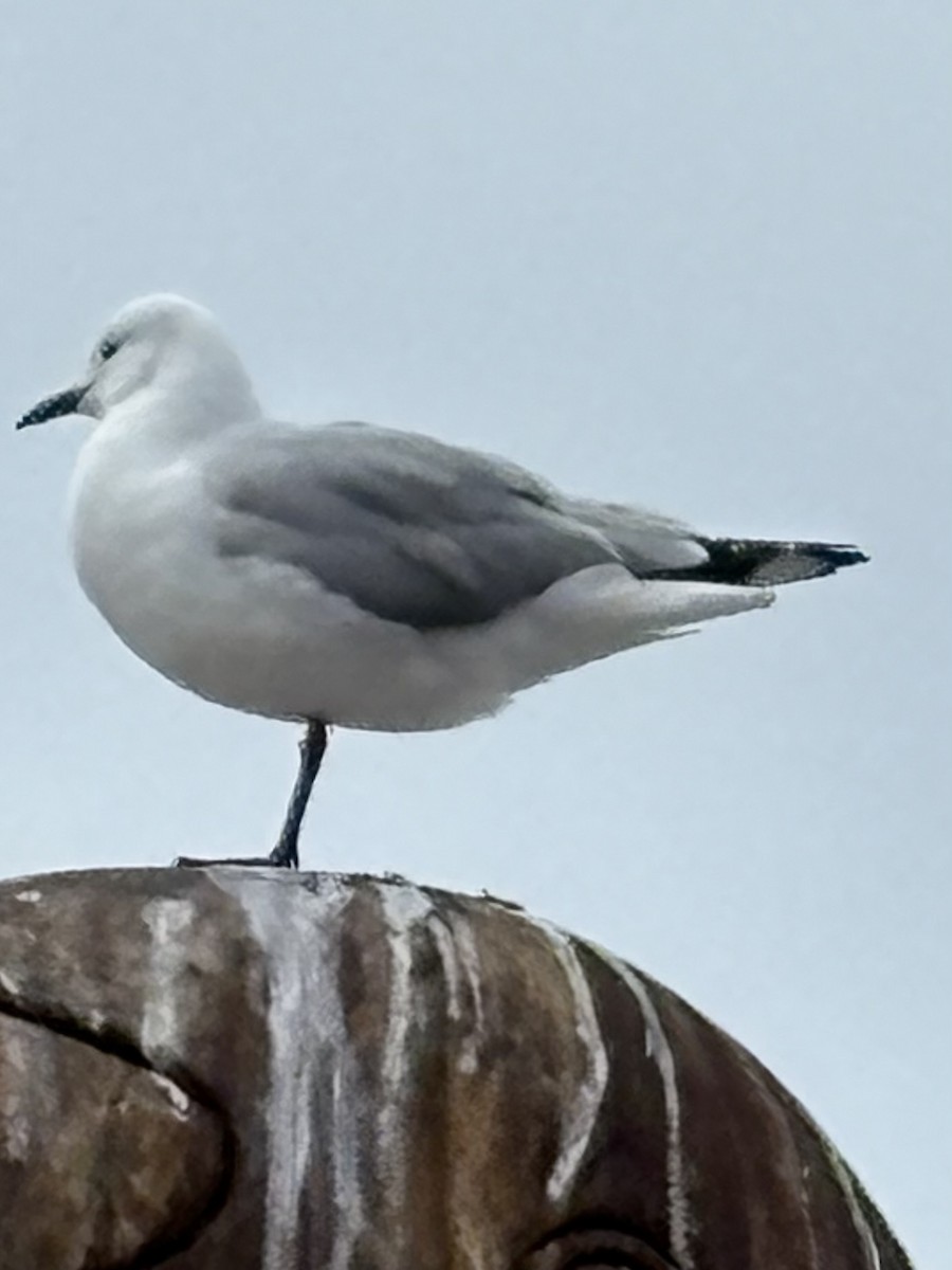 Hartlaub's Gull - ML642862763