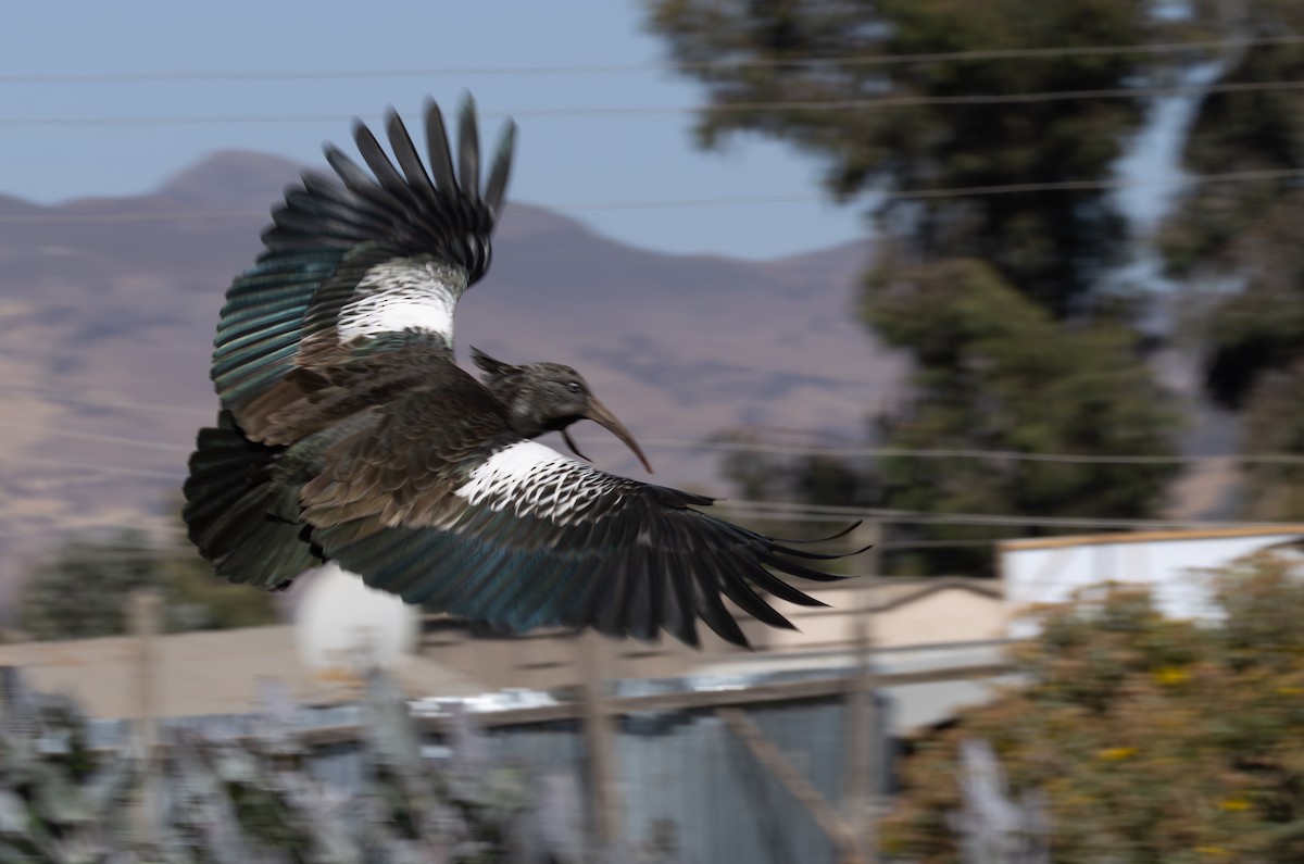 Wattled Ibis - ML642862766