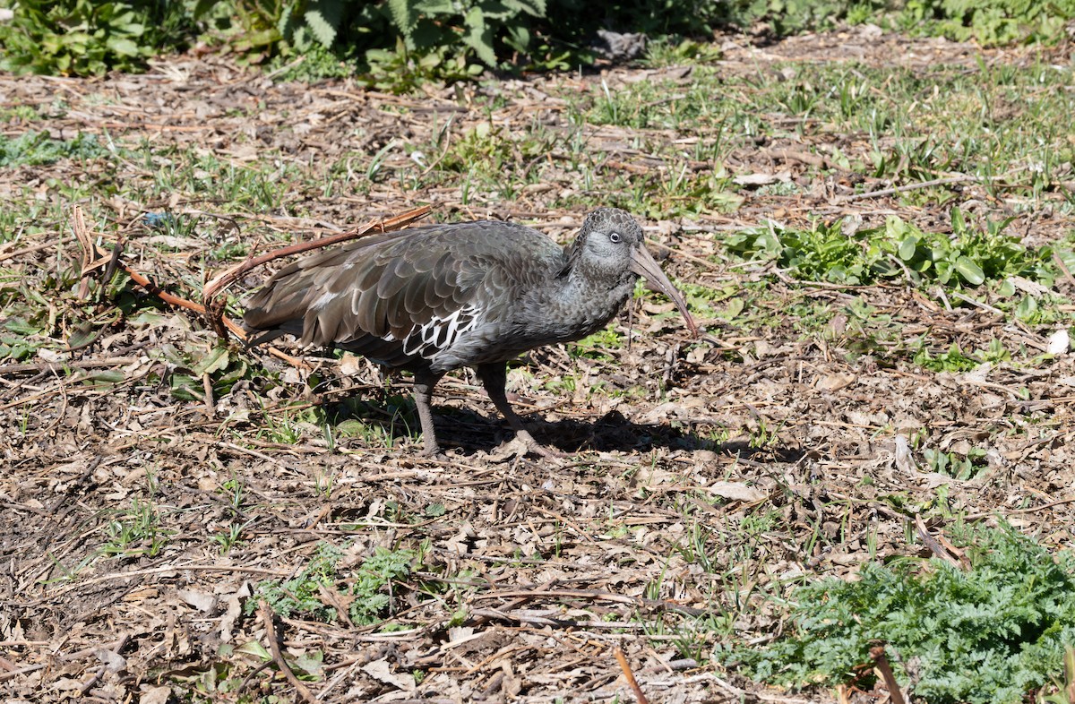 Wattled Ibis - ML642862767