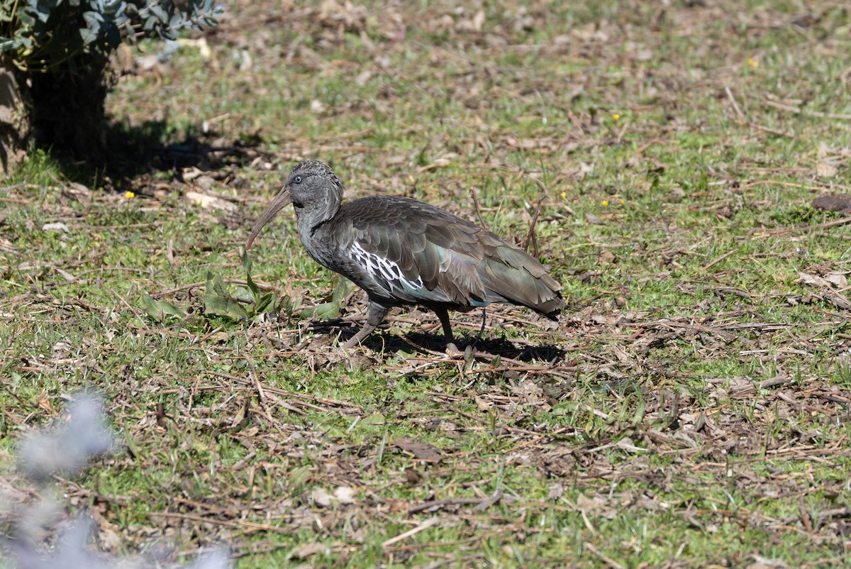 Wattled Ibis - ML642862768