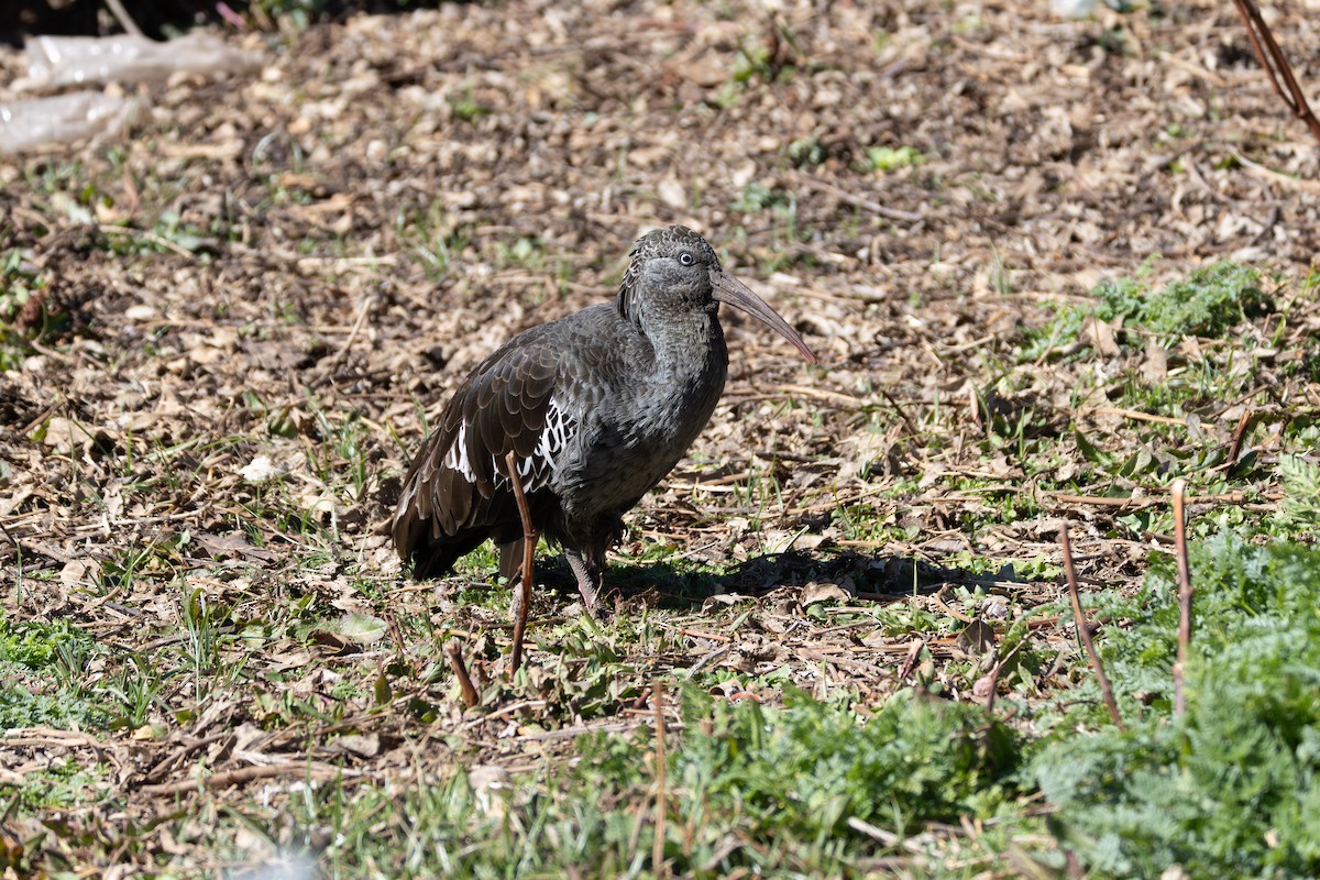 Wattled Ibis - ML642862769