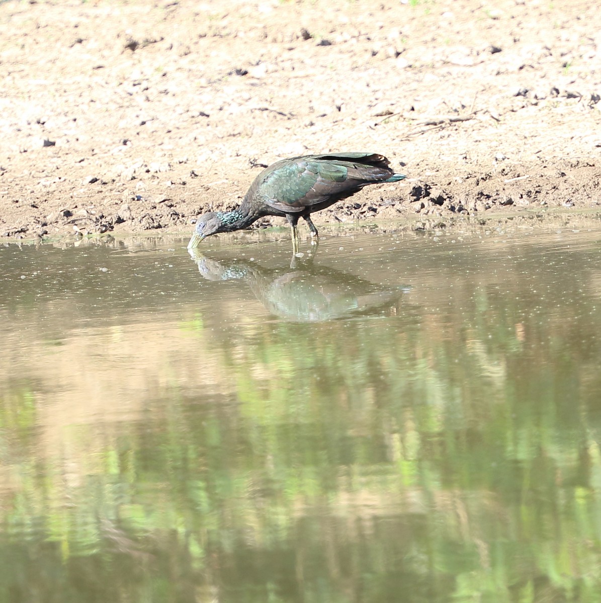 Green Ibis - ML642862778