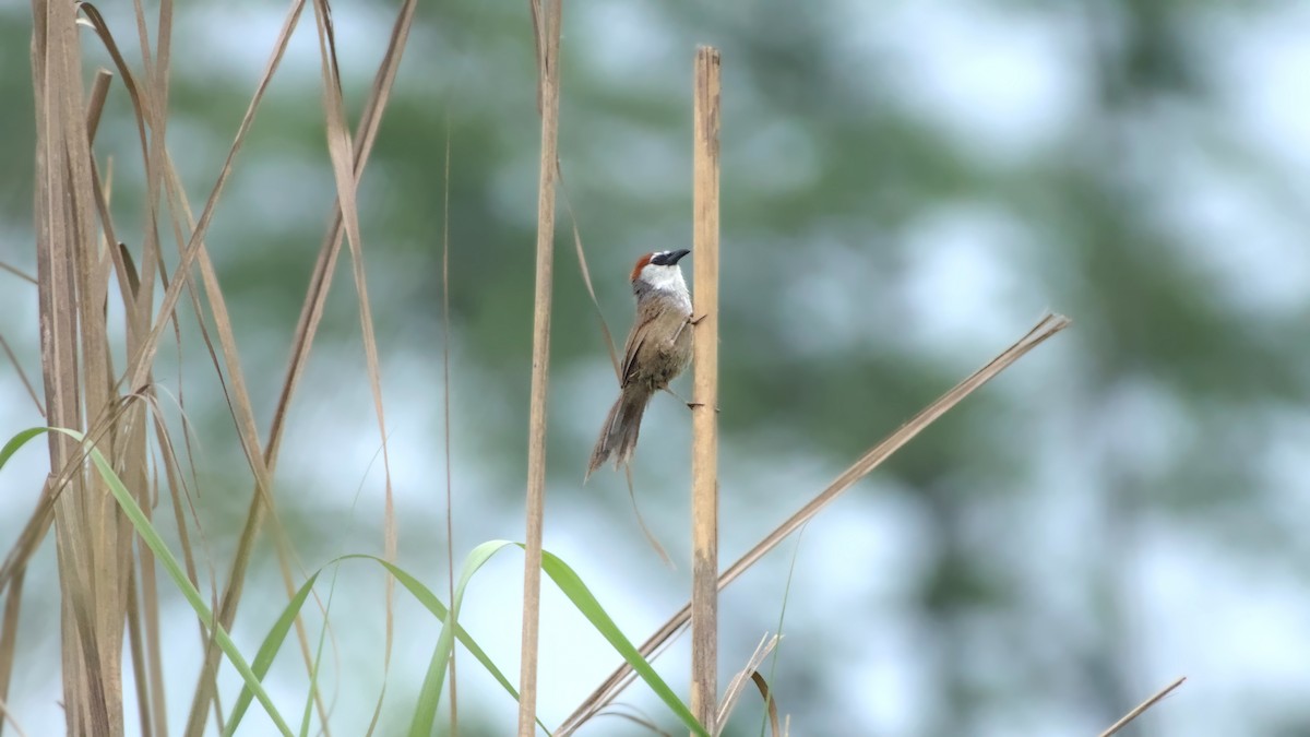 Chestnut-capped Babbler - ML642862779