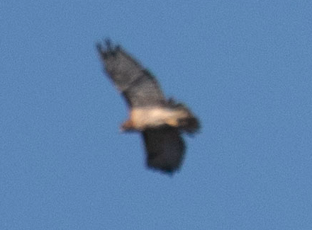 Broad-winged Hawk - ML642862783
