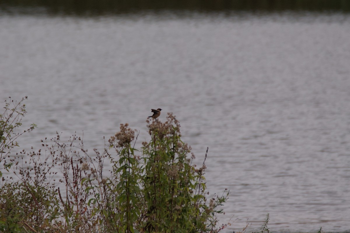European Stonechat - ML642862793