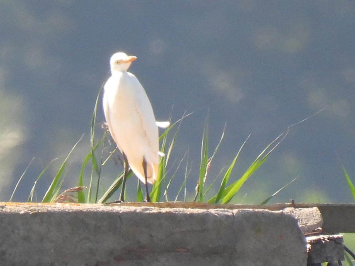 Western Cattle-Egret - ML642862806