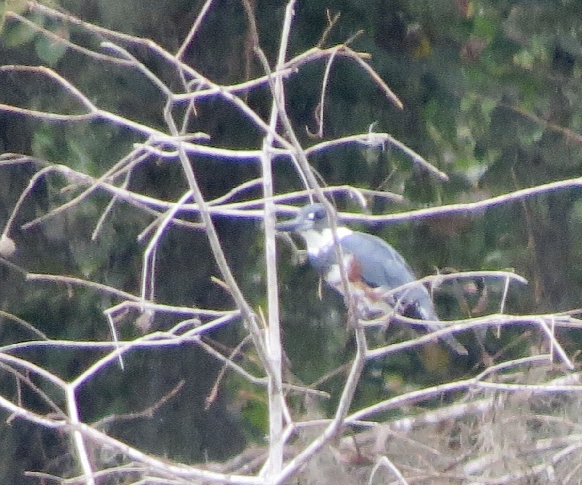 Belted Kingfisher - ML642862817