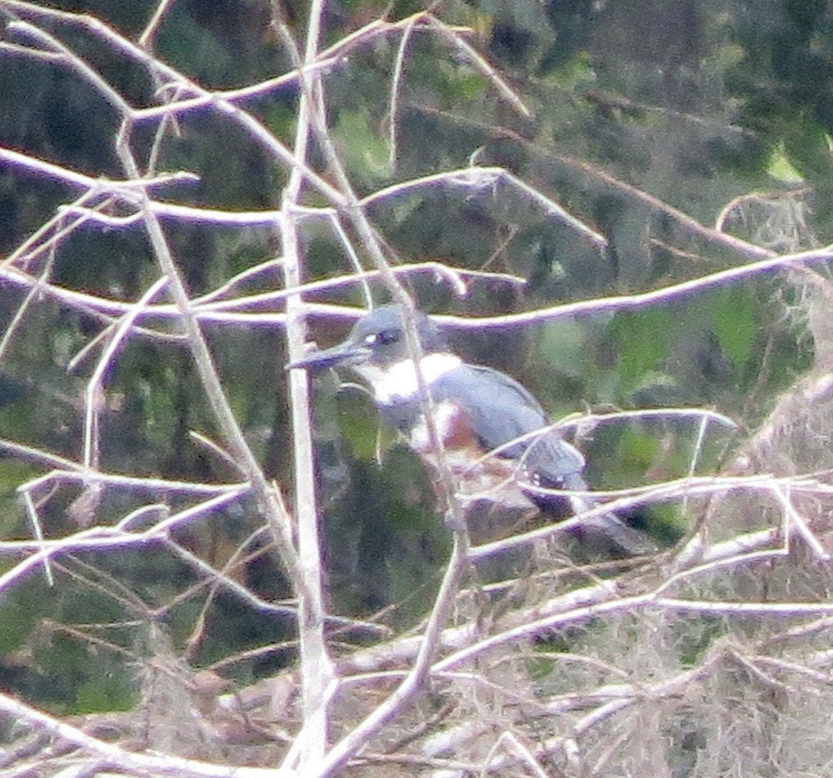 Belted Kingfisher - ML642862818