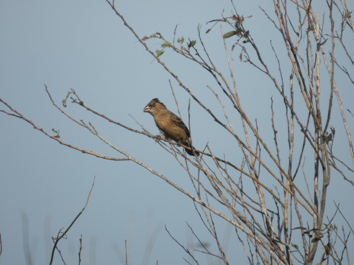Blue Grosbeak - ML642862833