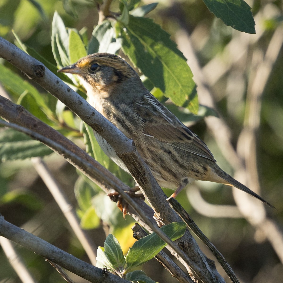 Saltmarsh Sparrow - ML642862840