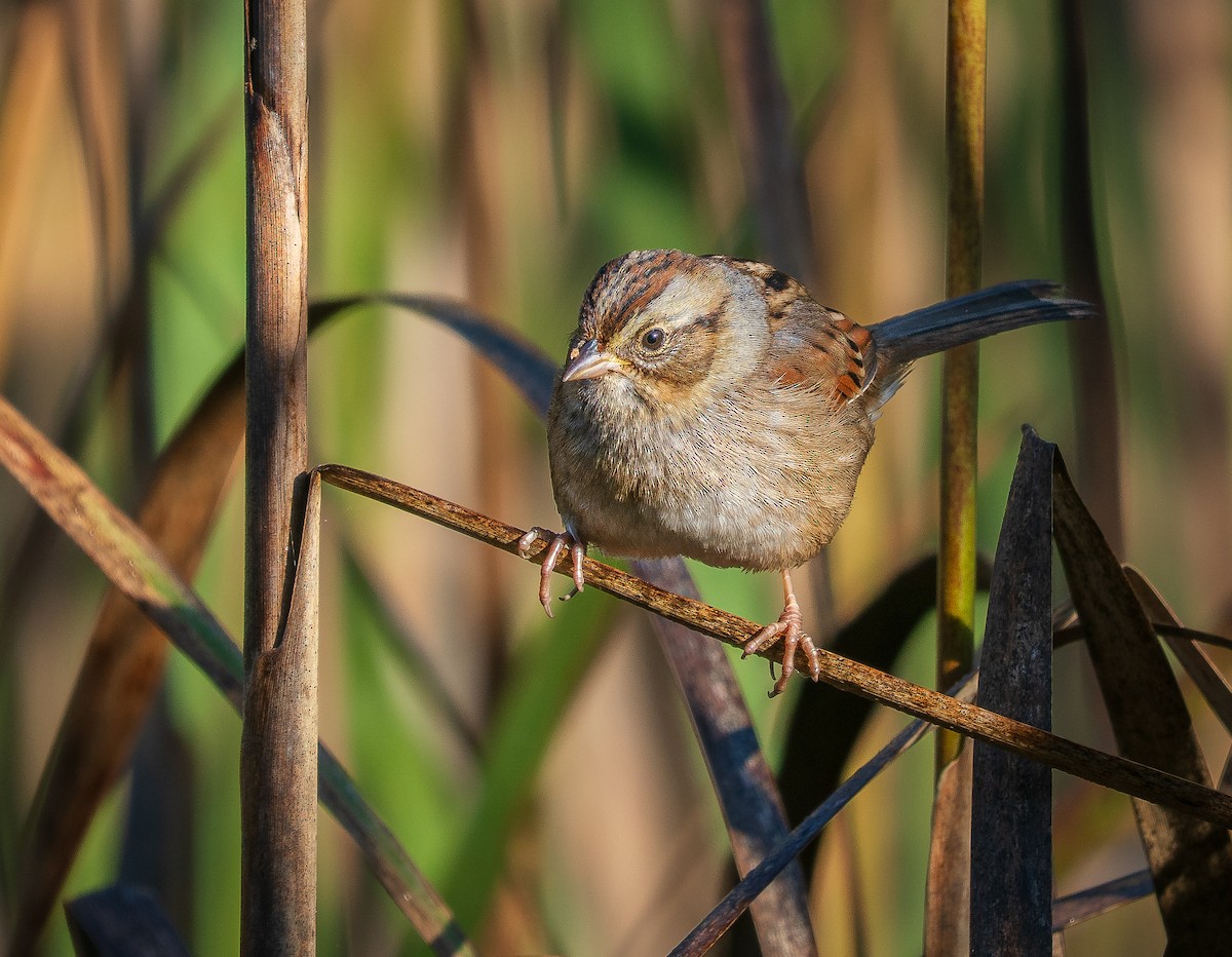 Swamp Sparrow - ML642862843
