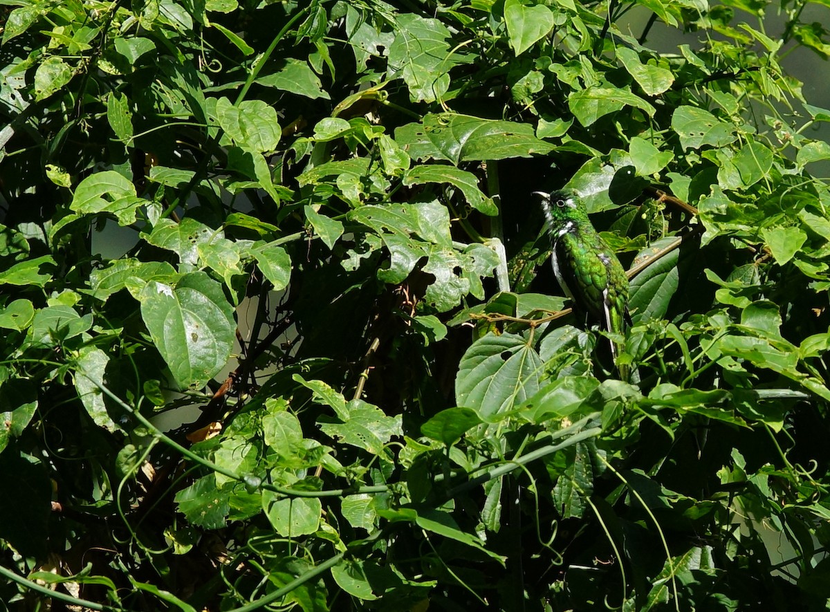 kukačka Klaasova - ML642862844