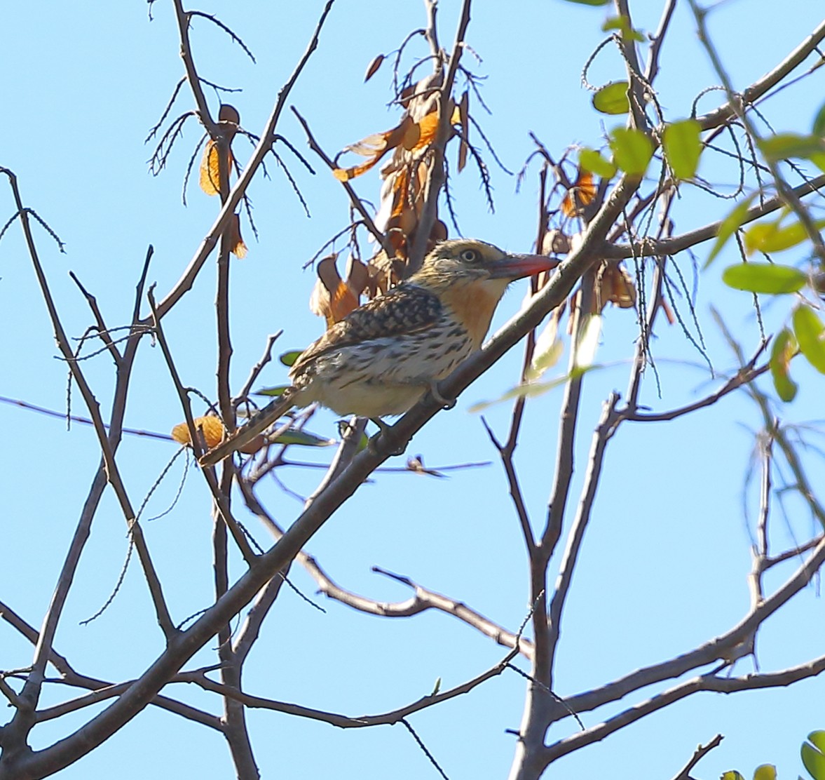 Spot-backed Puffbird - ML642862852
