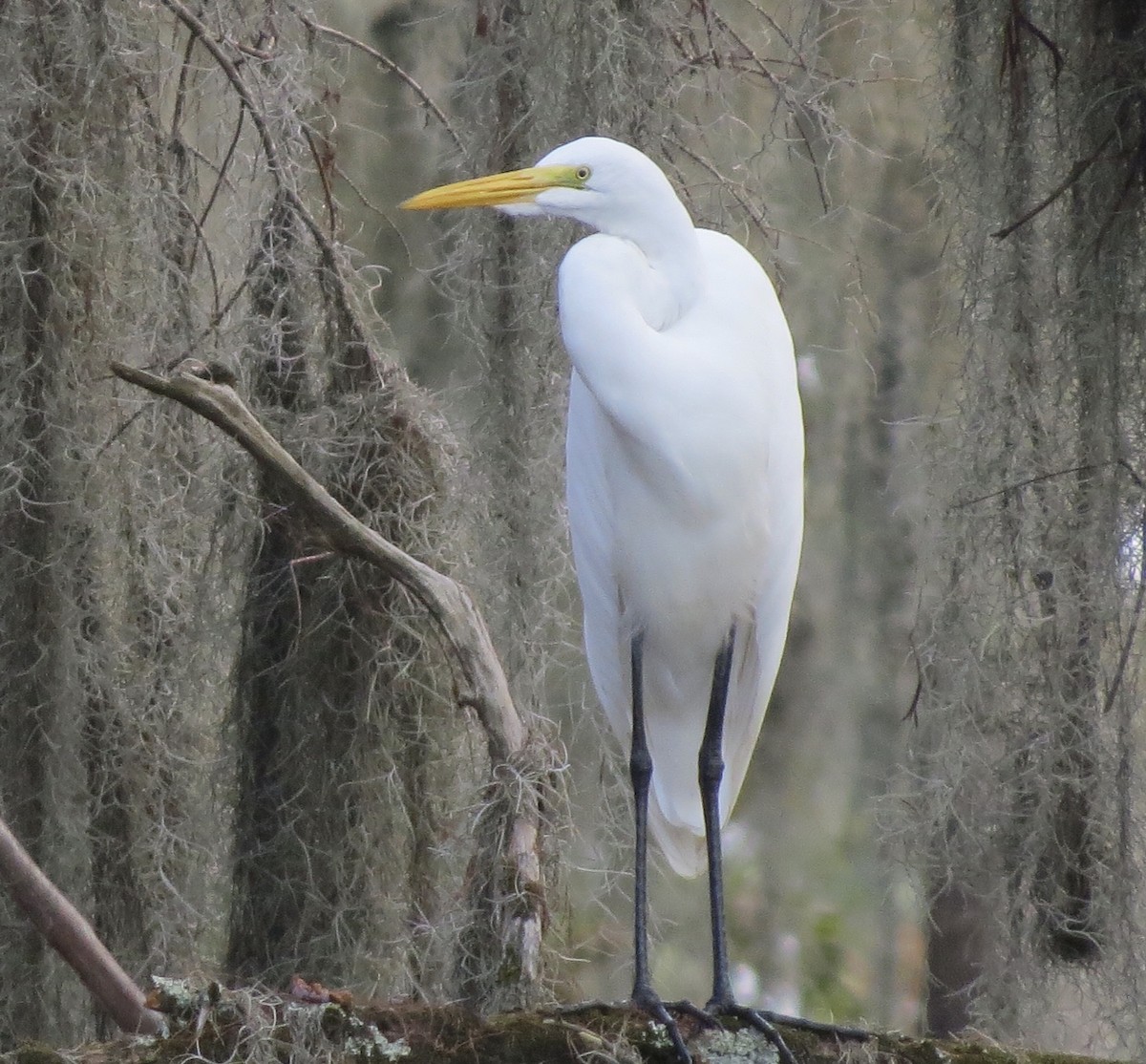 Great Egret - ML642862855