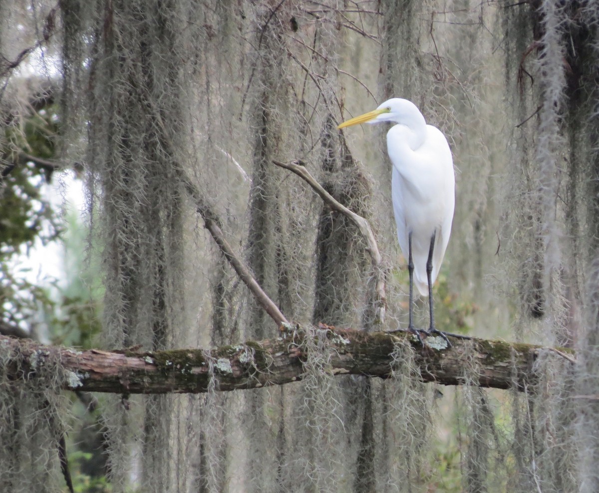 Great Egret - ML642862857