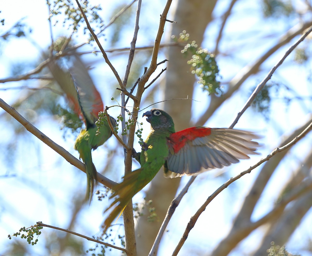 Scaly-headed Parrot - ML642862865