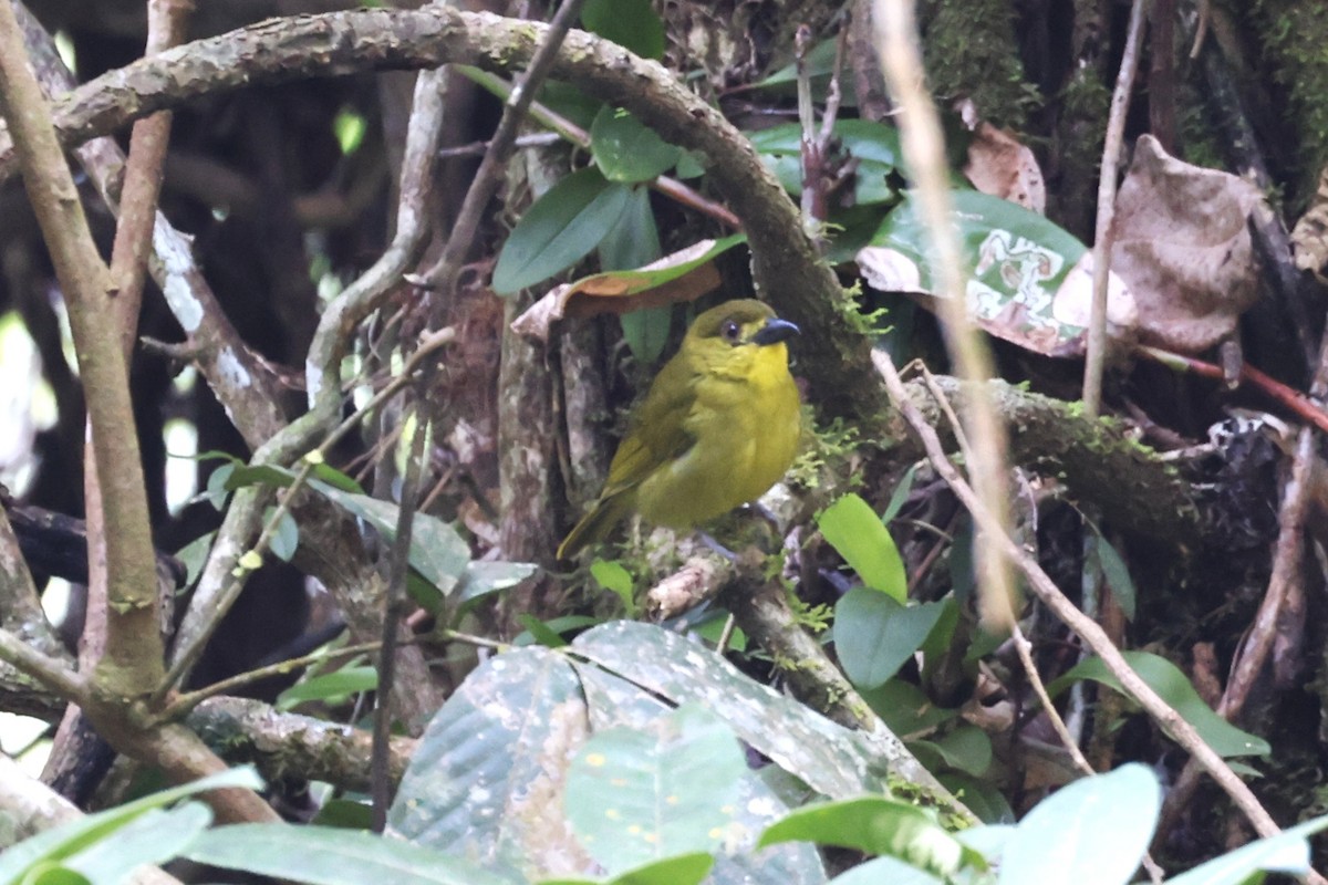 Habia bridé - ML642862868