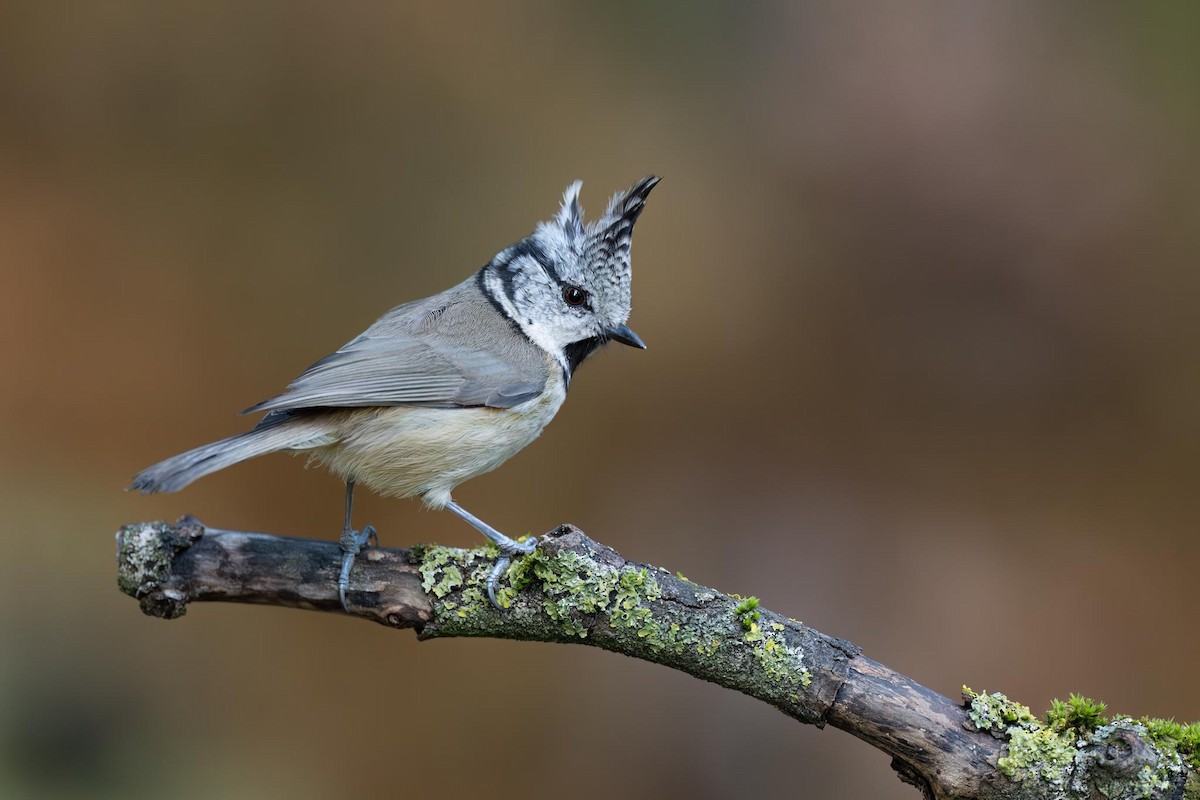 Crested Tit - ML642862870