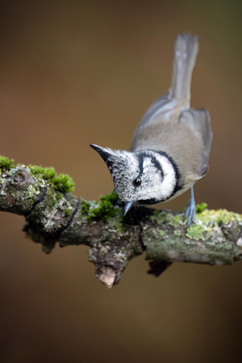 Crested Tit - ML642862871