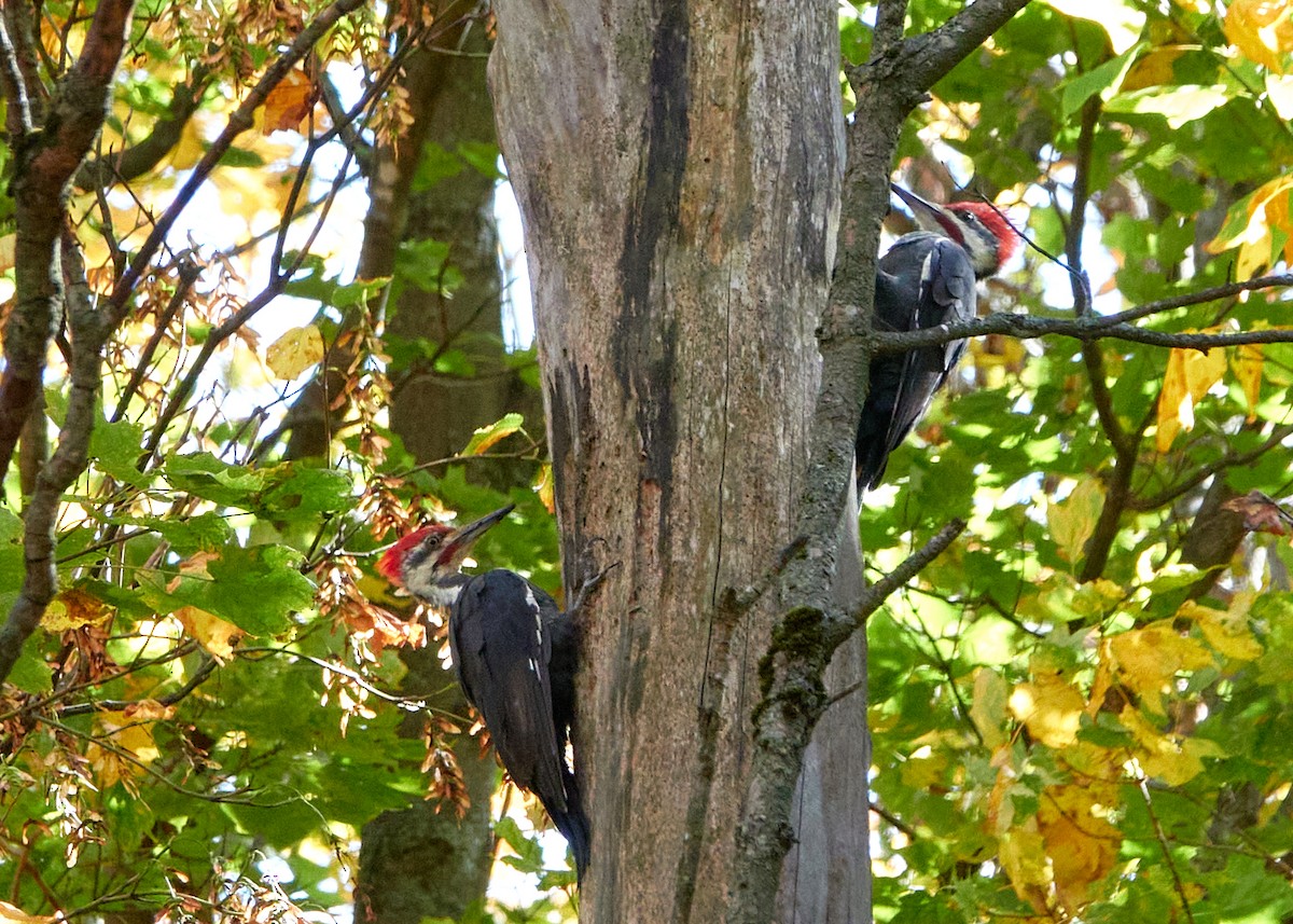 Pileated Woodpecker - ML642862872
