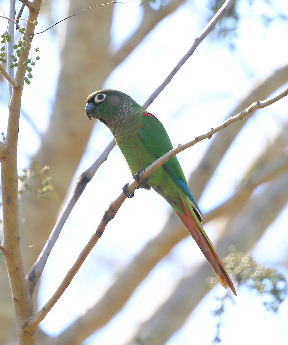 Blaze-winged Parakeet - ML642862873