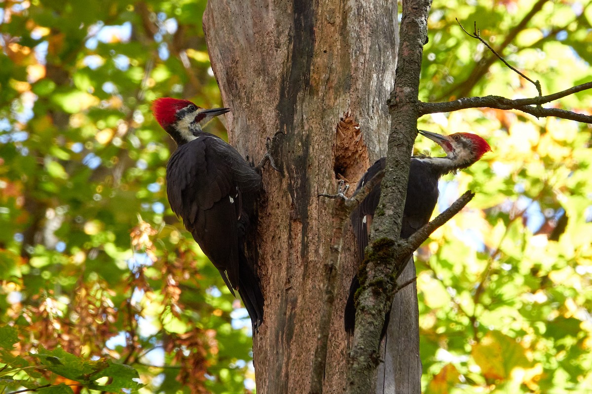 Pileated Woodpecker - ML642862875