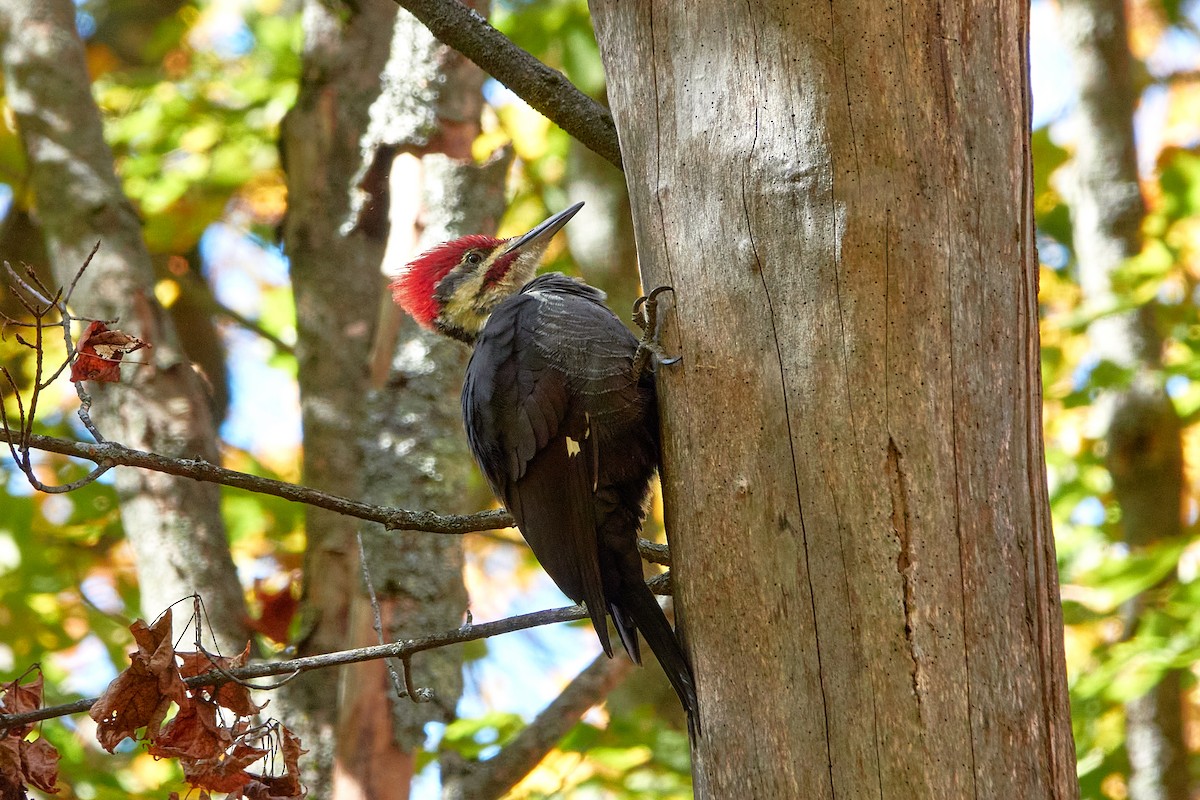 Pileated Woodpecker - ML642862876