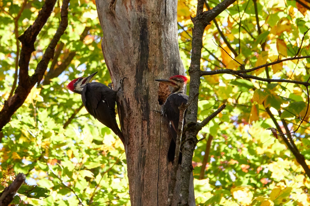 Pileated Woodpecker - ML642862877