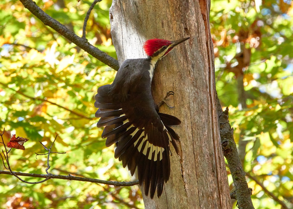 Pileated Woodpecker - ML642862878