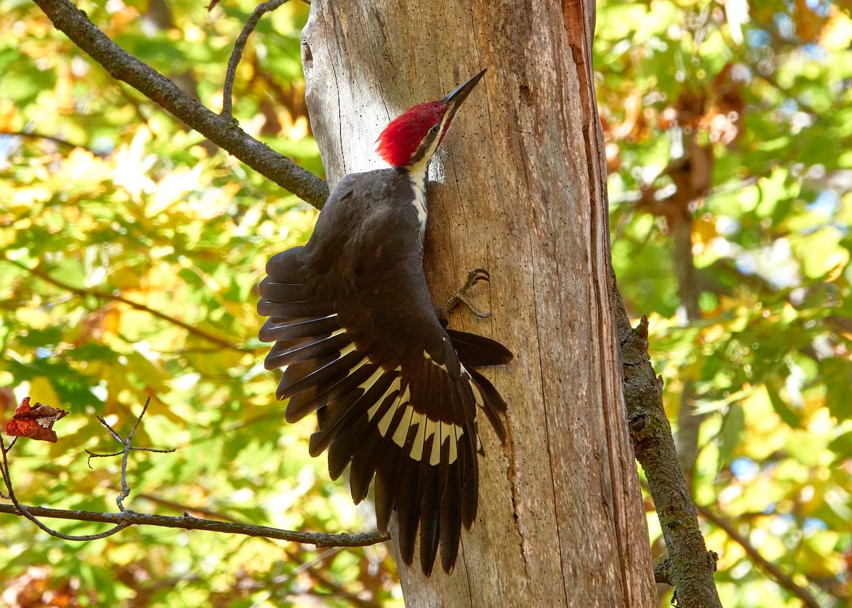 Pileated Woodpecker - ML642862879