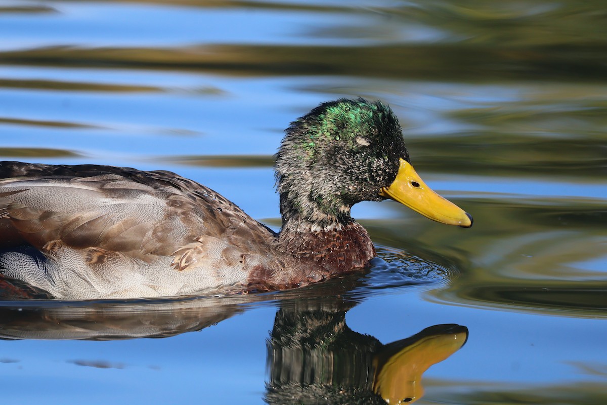 Mallard - ML642862882