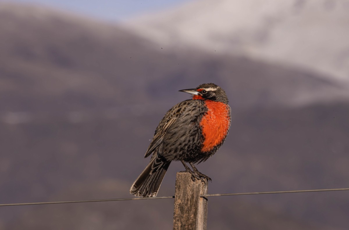 Long-tailed Meadowlark - ML642862909