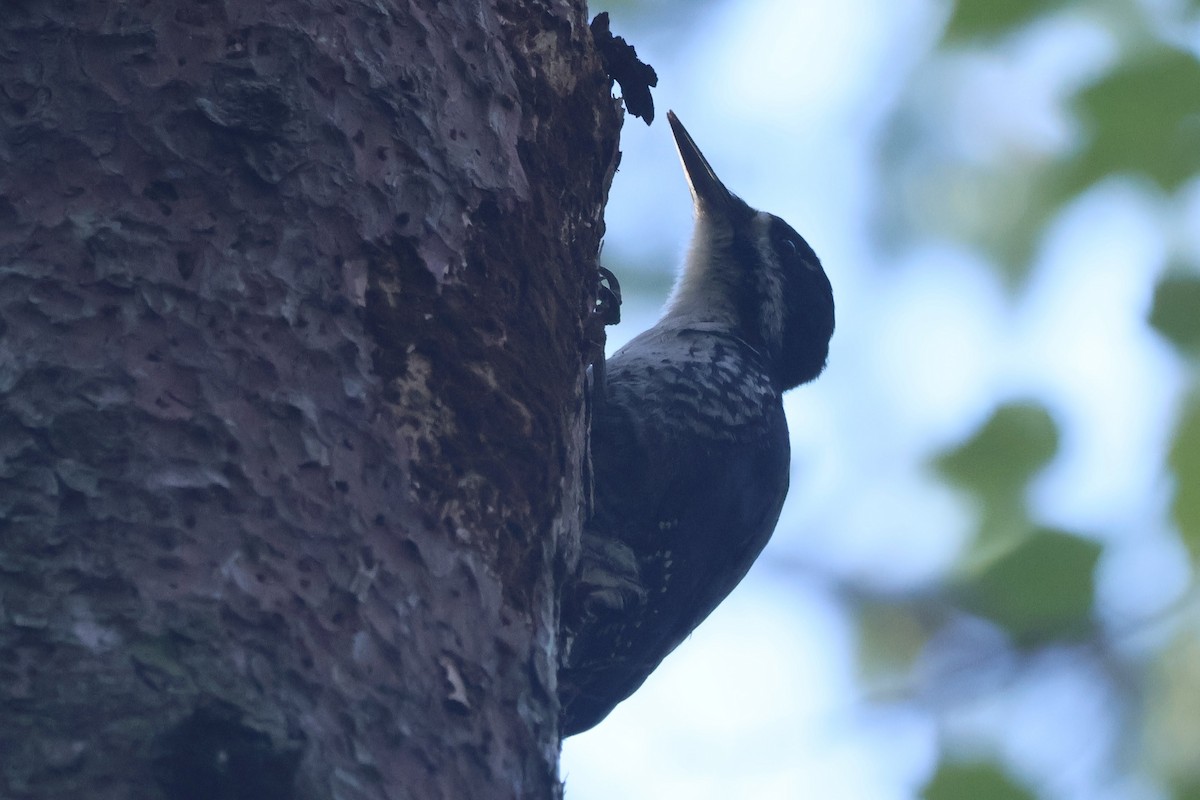 Black-backed Woodpecker - ML642862911