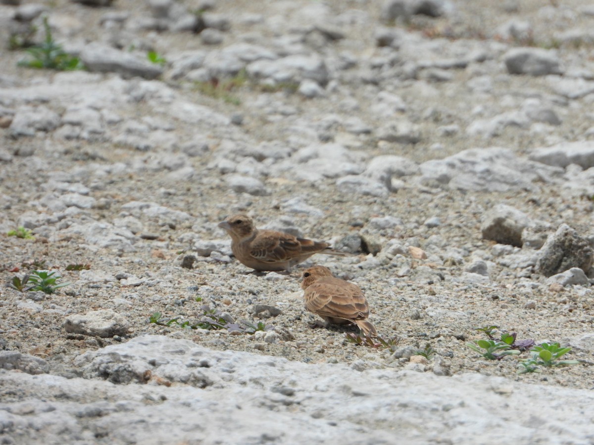 Ashy-crowned Sparrow-Lark - ML642862929
